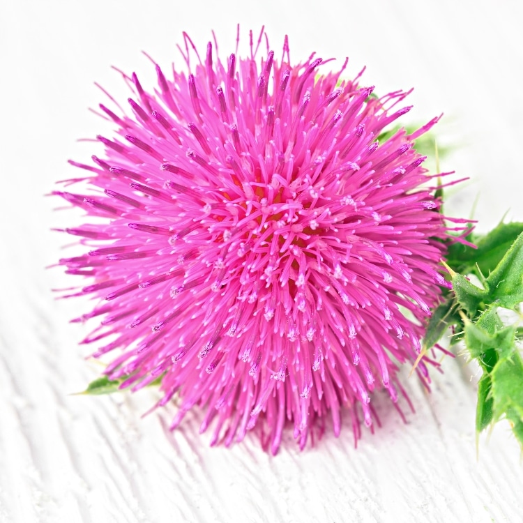 Image of Milk Thistle