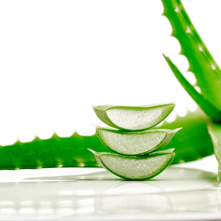 Image of Aloe Plant