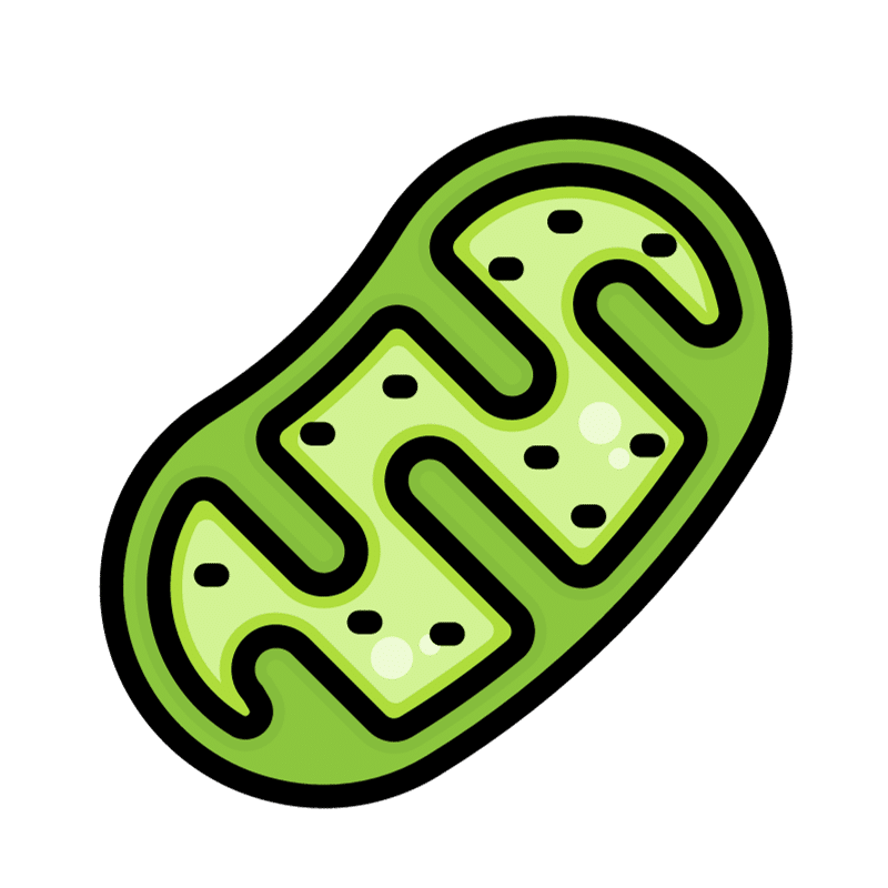 Image of a Mitochondria