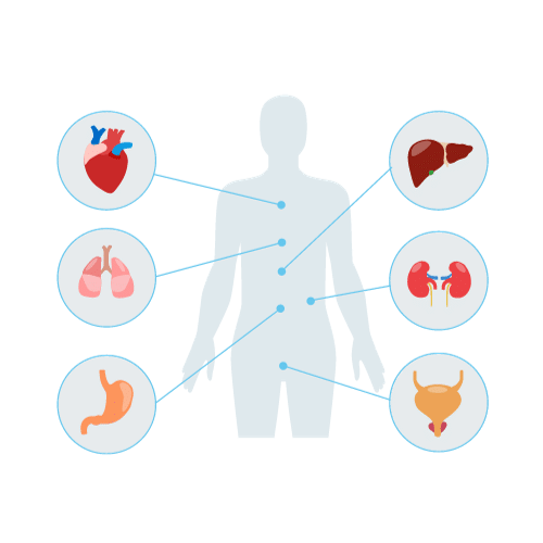 Graphic of a human body with major organs highlighted